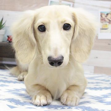 animal_image
