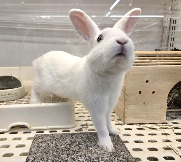 animal_image