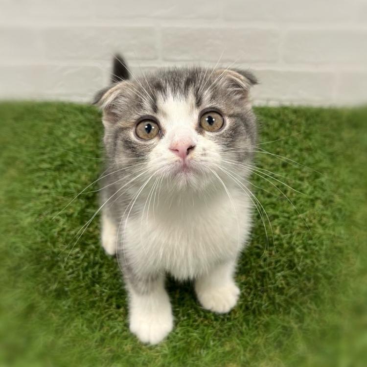 animal_image