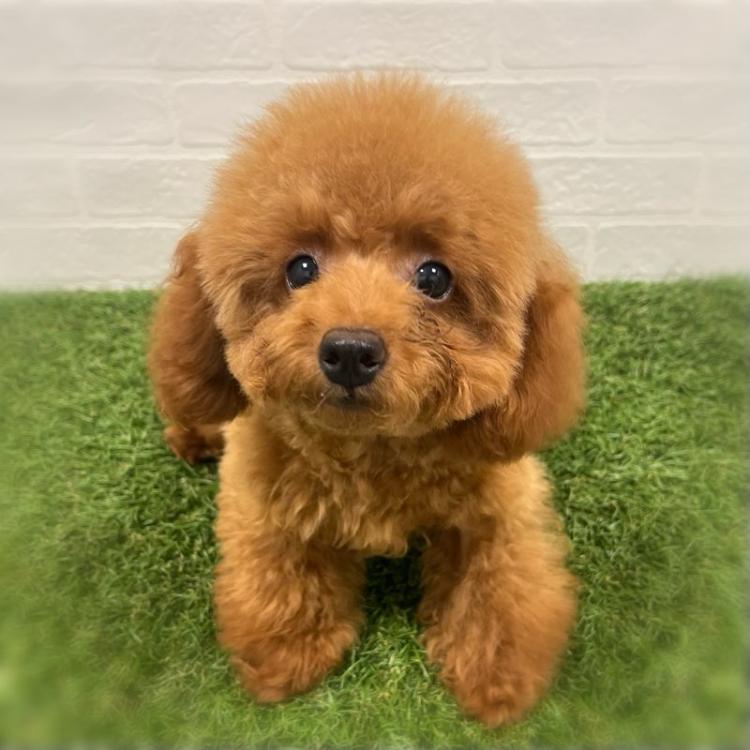 animal_image
