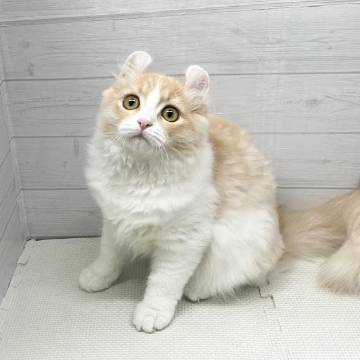 animal_image