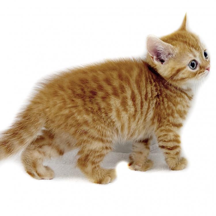 animal_image