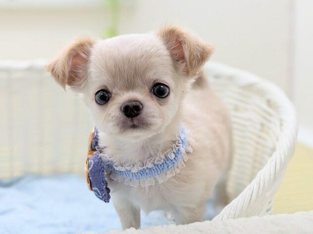 animal_image
