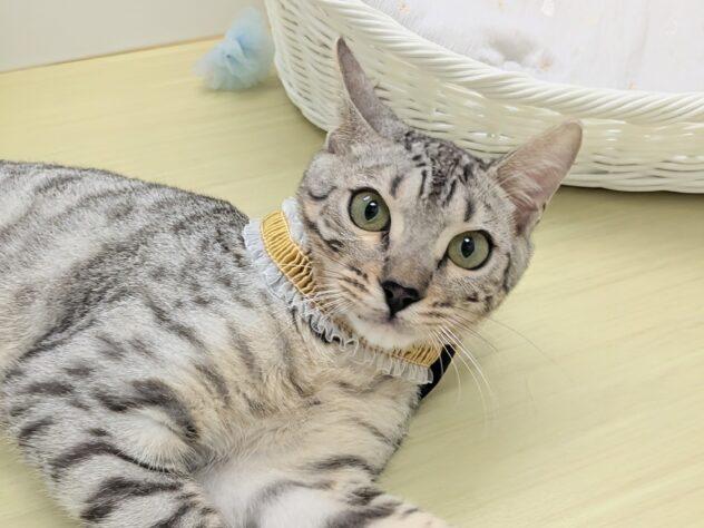 animal_image