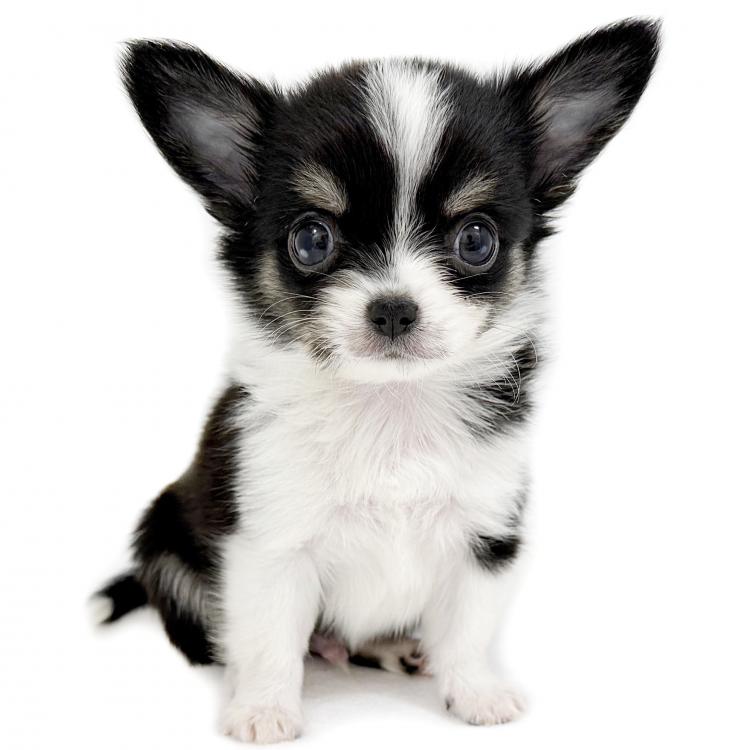 animal_image