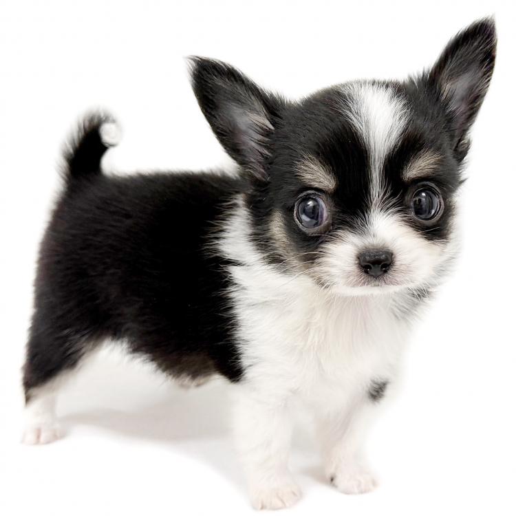 animal_image