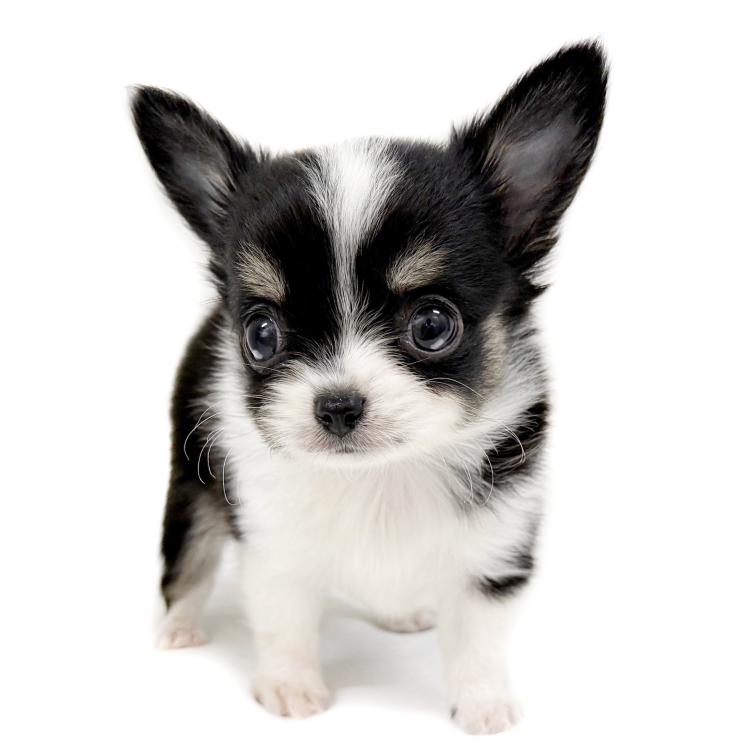 animal_image