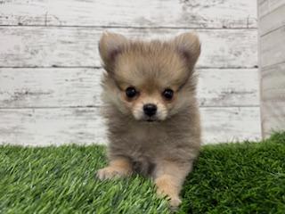 animal_image