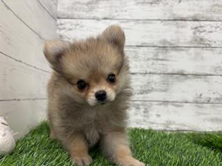 animal_image