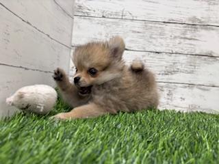 animal_image