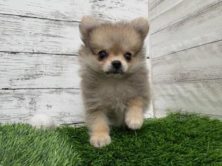 animal_image