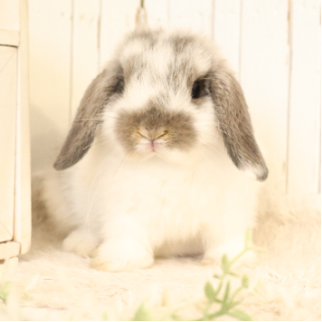 animal_image