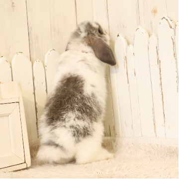 animal_image