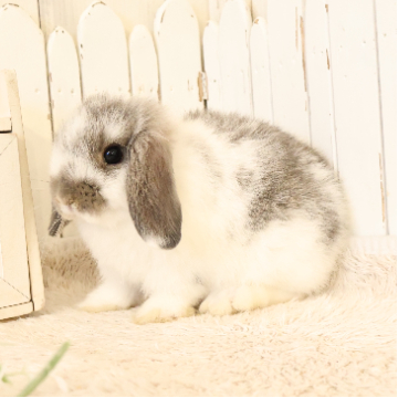animal_image
