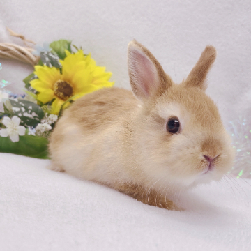 animal_image