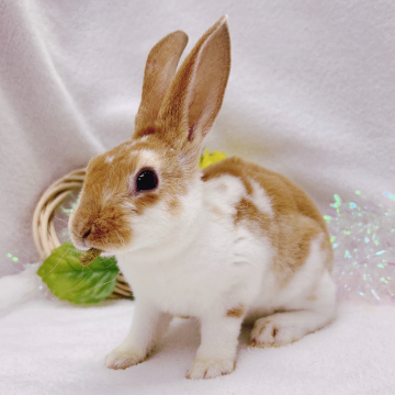 animal_image