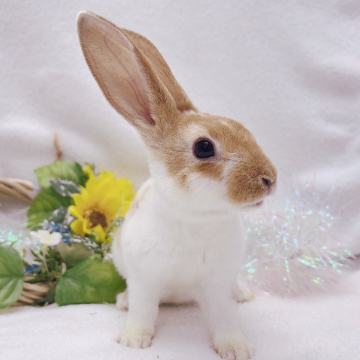 animal_image