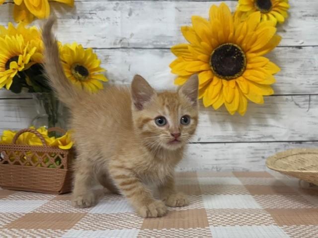 animal_image