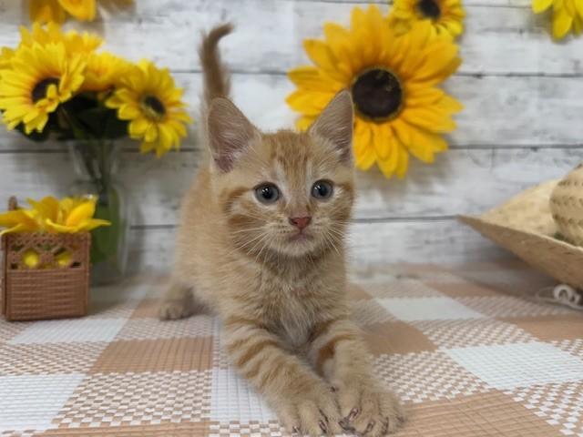 animal_image
