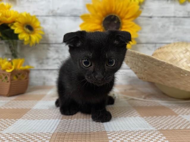 animal_image