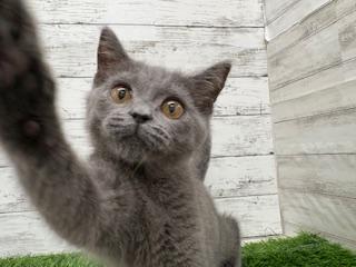 animal_image