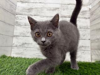animal_image
