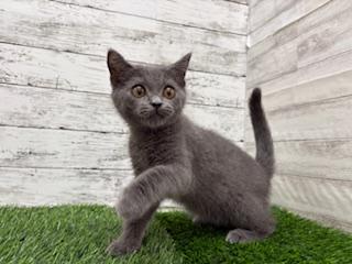 animal_image
