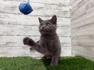 animal_image