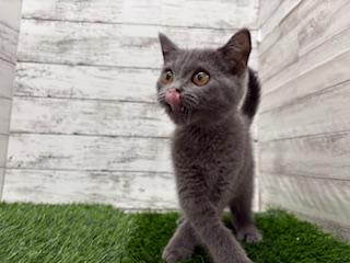 animal_image