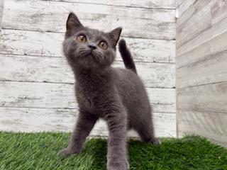 animal_image