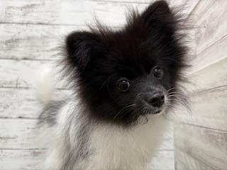 animal_image