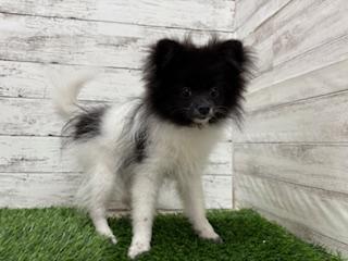 animal_image