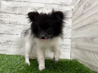 animal_image
