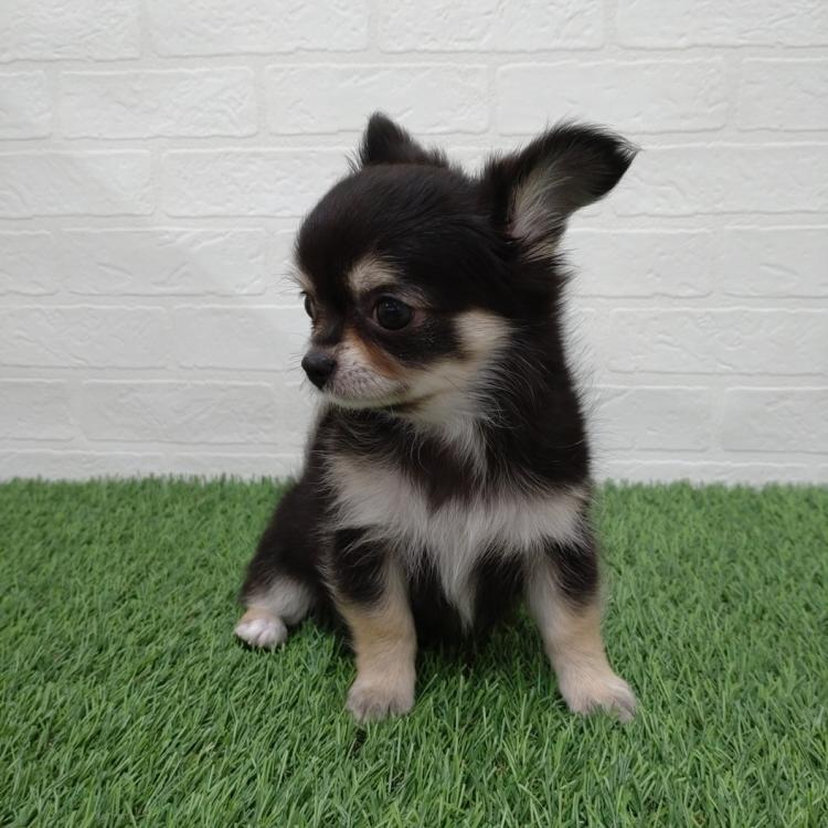 animal_image