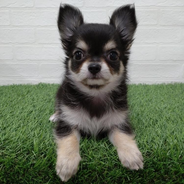 animal_image