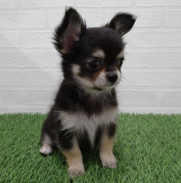 animal_image