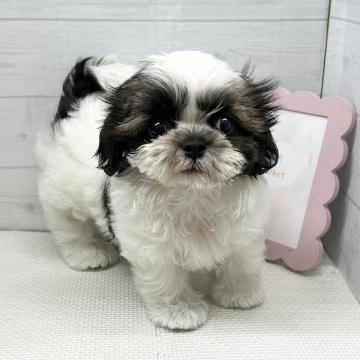 animal_image