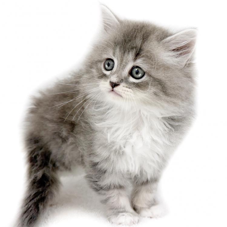 animal_image