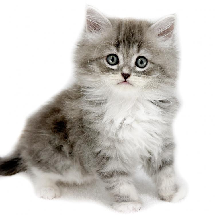 animal_image