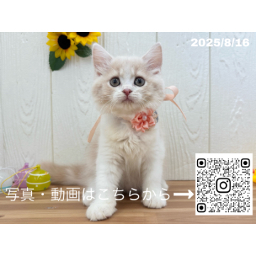 animal_image