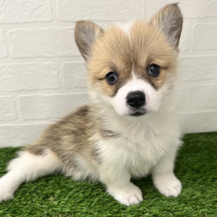 animal_image