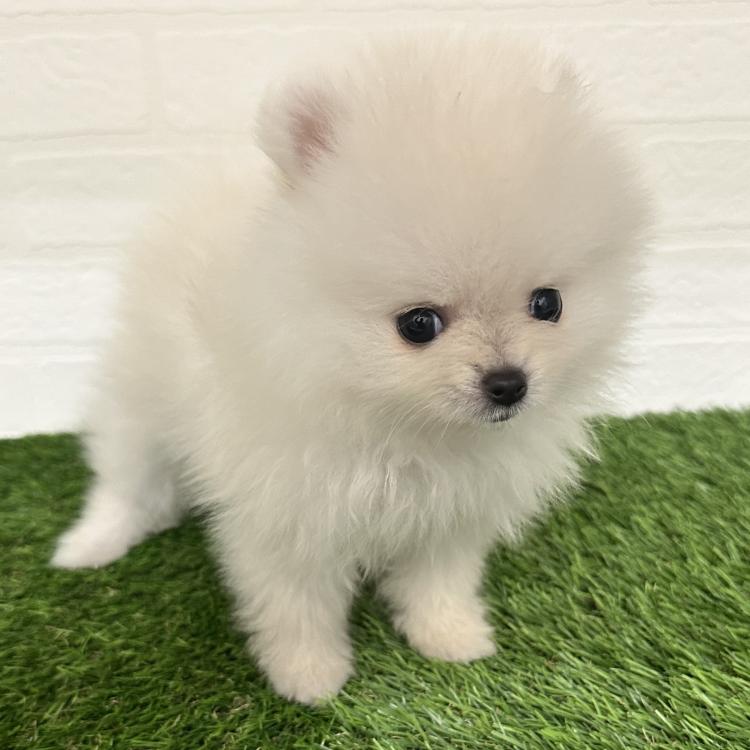 animal_image