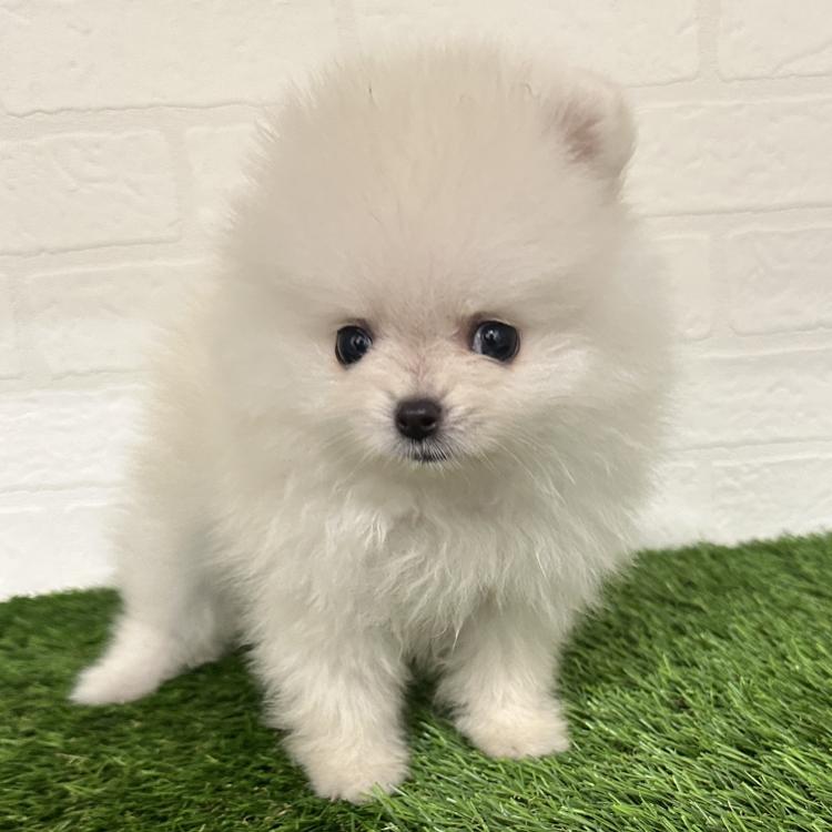 animal_image