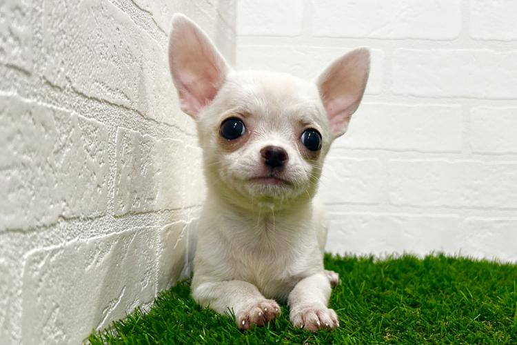 animal_image
