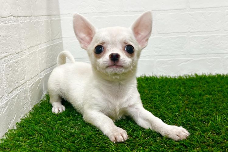 animal_image