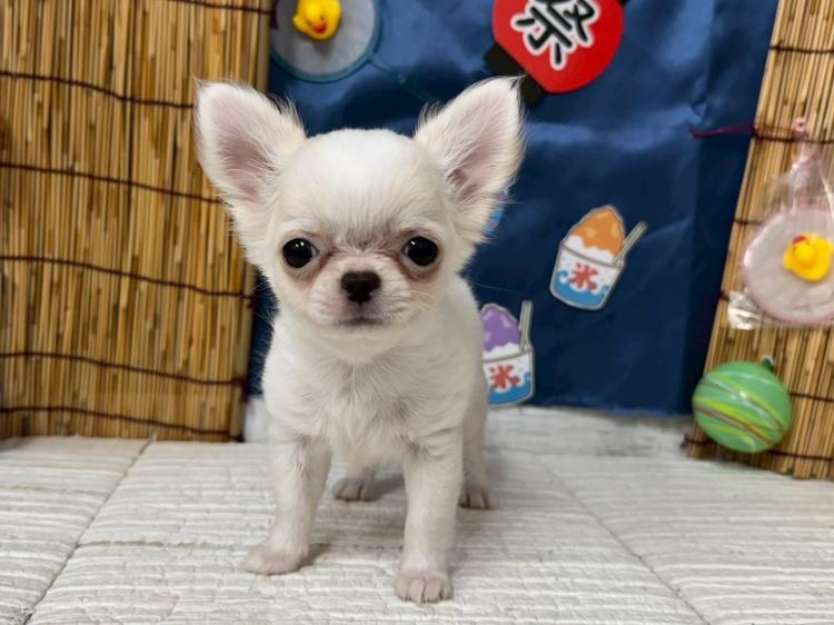 animal_image