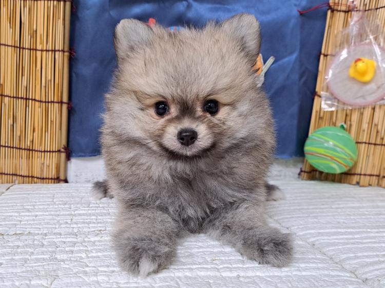 animal_image