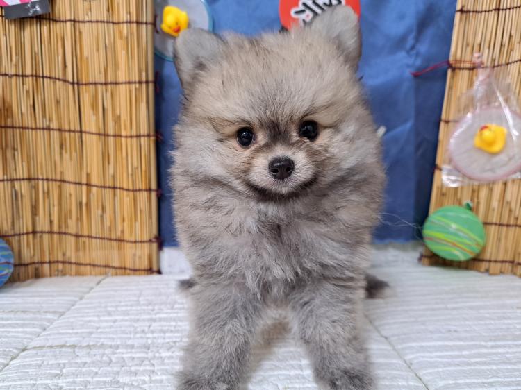 animal_image