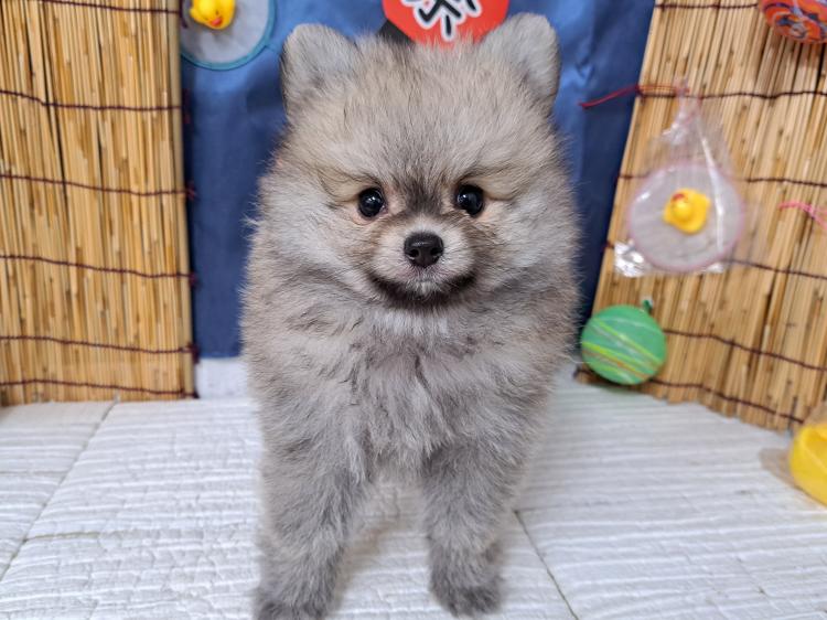 animal_image