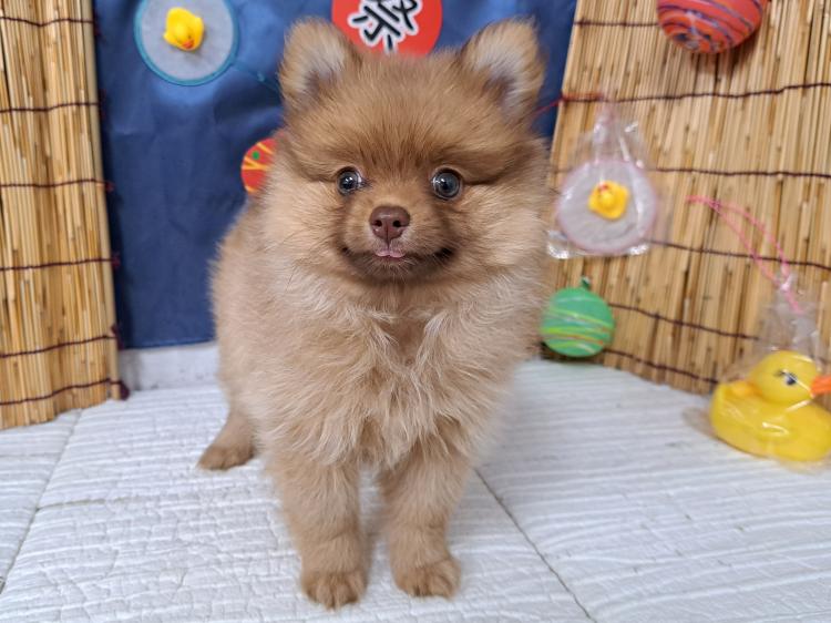 animal_image